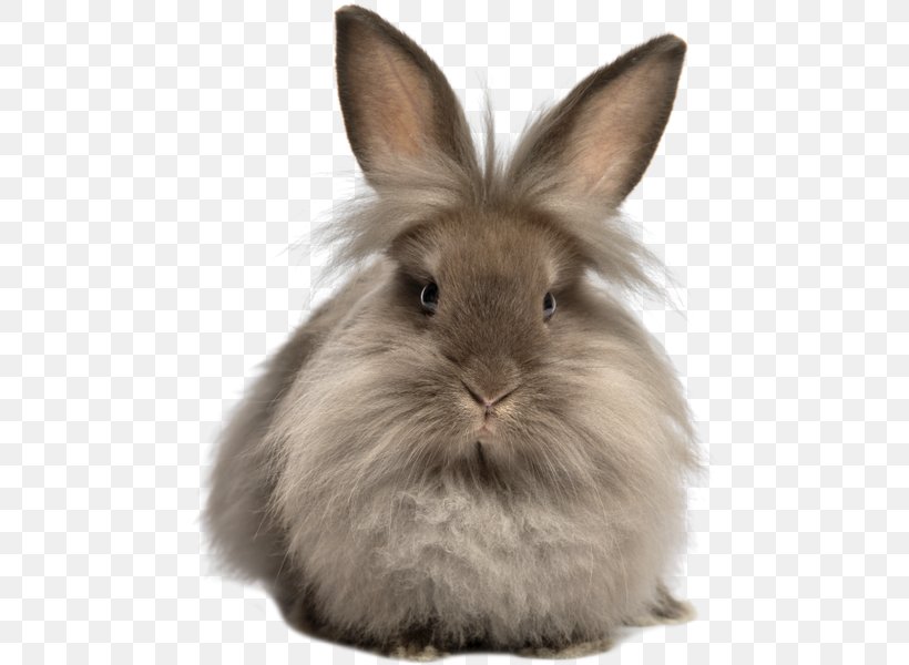 Lionhead Rabbit Hare Stock Photography, PNG, 480x600px, Lionhead Rabbit, Angora Rabbit, Chocolate, Chocolate Bunny, Domestic Rabbit Download Free
