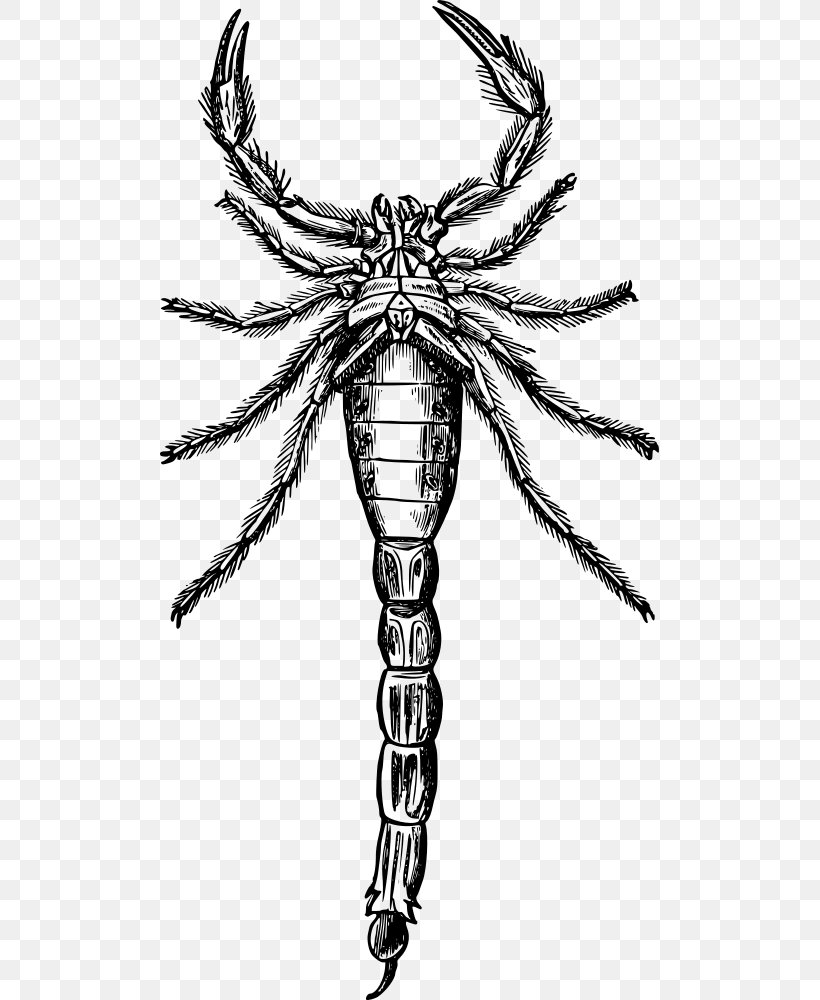 Scorpion Drawing Arthropod Clip Art, PNG, 499x1000px, Scorpion, Arachnid, Art, Arthropod, Black And White Download Free