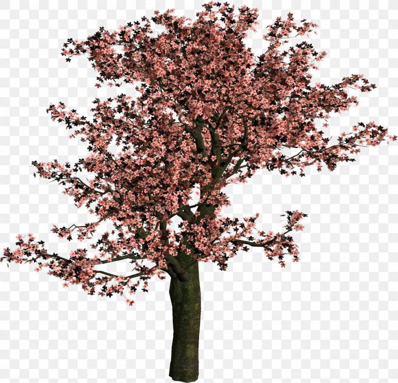 Tree Shrub Woody Plant Branch, PNG, 1126x1084px, Tree, Blossom, Branch, Cherry Blossom, Flowering Plant Download Free