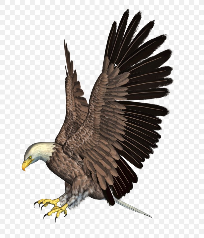 Bald Eagle Bird Accipitridae, PNG, 1024x1196px, Bald Eagle, Accipitridae, Accipitriformes, Beak, Bird Download Free