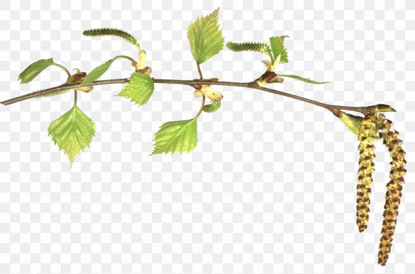 Birch Leaf Branch Clip Art, PNG, 1000x660px, Birch, Betulaceae, Body Jewelry, Branch, Bud Download Free
