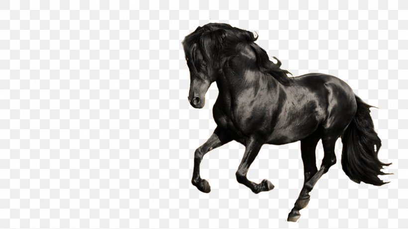 Friesian Horse Andalusian Horse Hanoverian Horse Arabian Horse Gallop, PNG, 1366x768px, Friesian Horse, Andalusian Horse, Arabian Horse, Black, Black And White Download Free