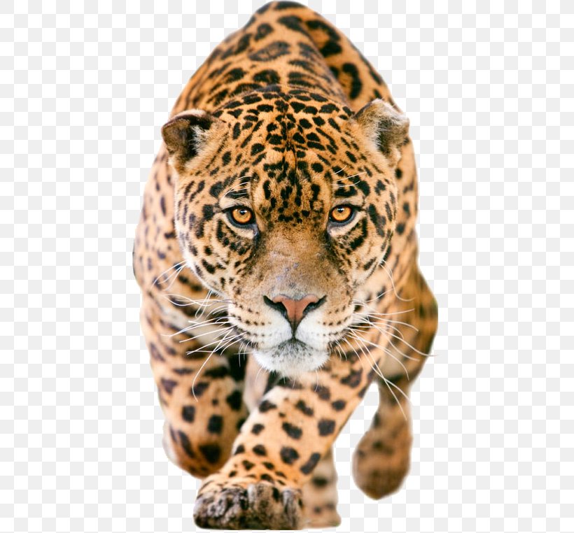 Jaguar C-X75 IPhone 7 Lion Wallpaper, PNG, 441x762px, Jaguar, Animal, Big Cat, Big Cats, Black Panther Download Free