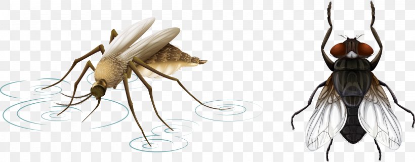 Mosquito Net Insect Illustration, PNG, 2305x902px, Mosquito, Drawing, Fly, Insect, Invertebrate Download Free