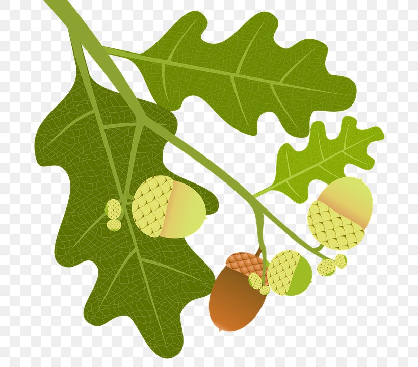 English Oak Tree Acorn Leaf Quercus Macranthera, PNG, 720x720px, English Oak, Acorn, Branch, Catkin, Food Download Free