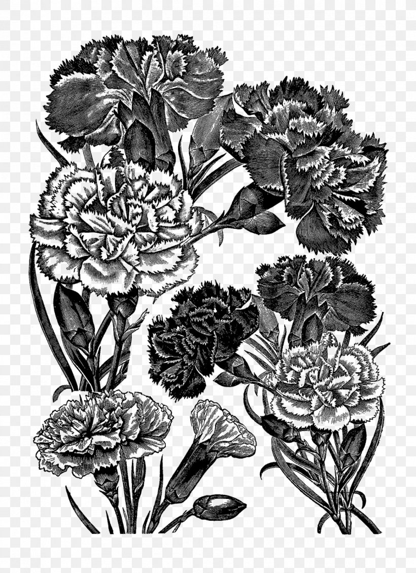 Flower Drawing Floral Design Carnation, PNG, 1161x1600px, Flower, Art, Black And White, Botanical Illustration, Botany Download Free
