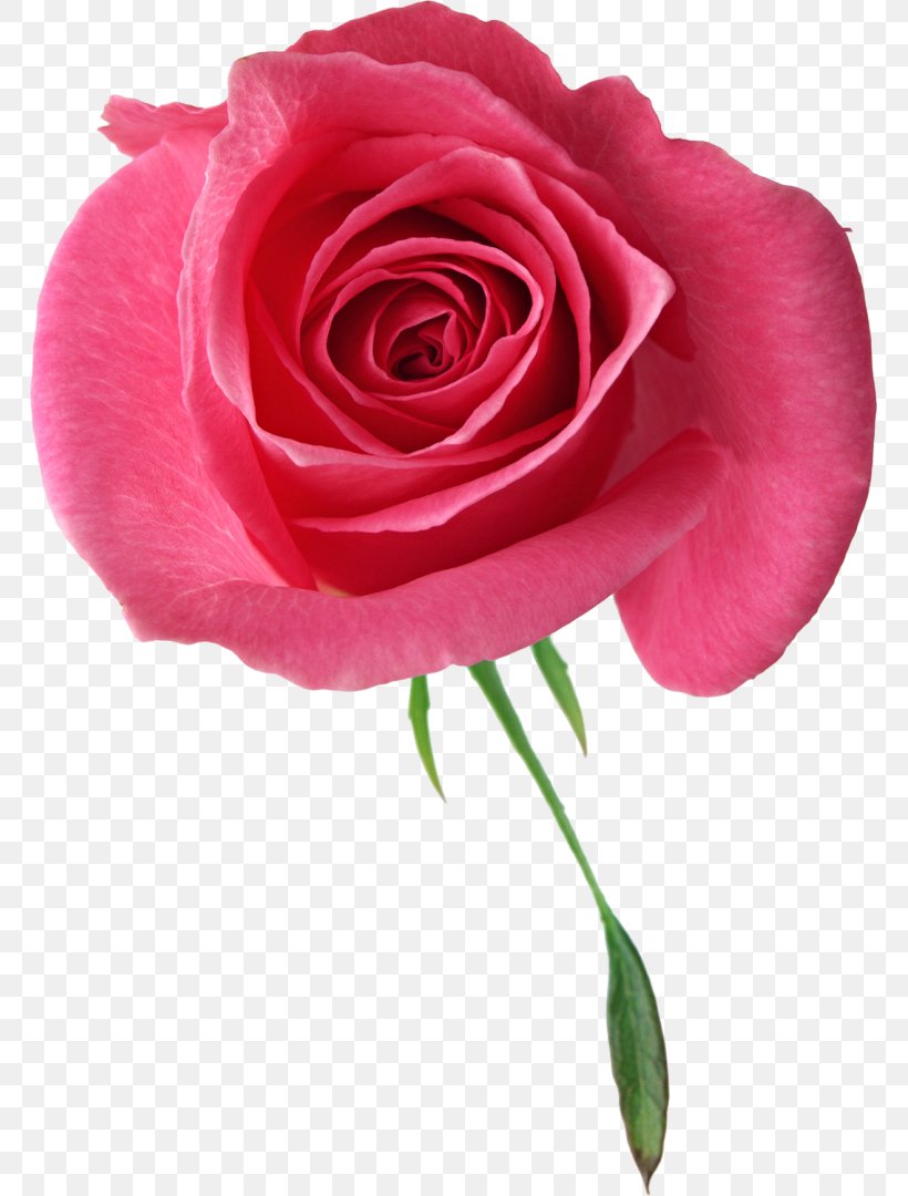 Garden Roses Clip Art, PNG, 765x1080px, Garden Roses, China Rose, Cut Flowers, Digital Image, Floribunda Download Free