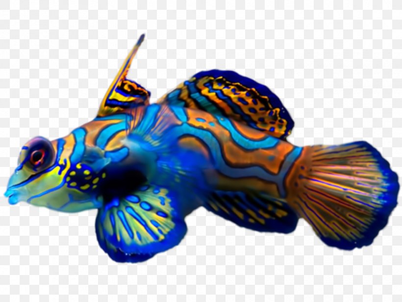 Synchiropus Splendidus Tropical Fish Dragonet Clownfish, PNG, 980x735px, Synchiropus Splendidus, Aquarium, Aquariums, Clownfish, Cobalt Blue Download Free