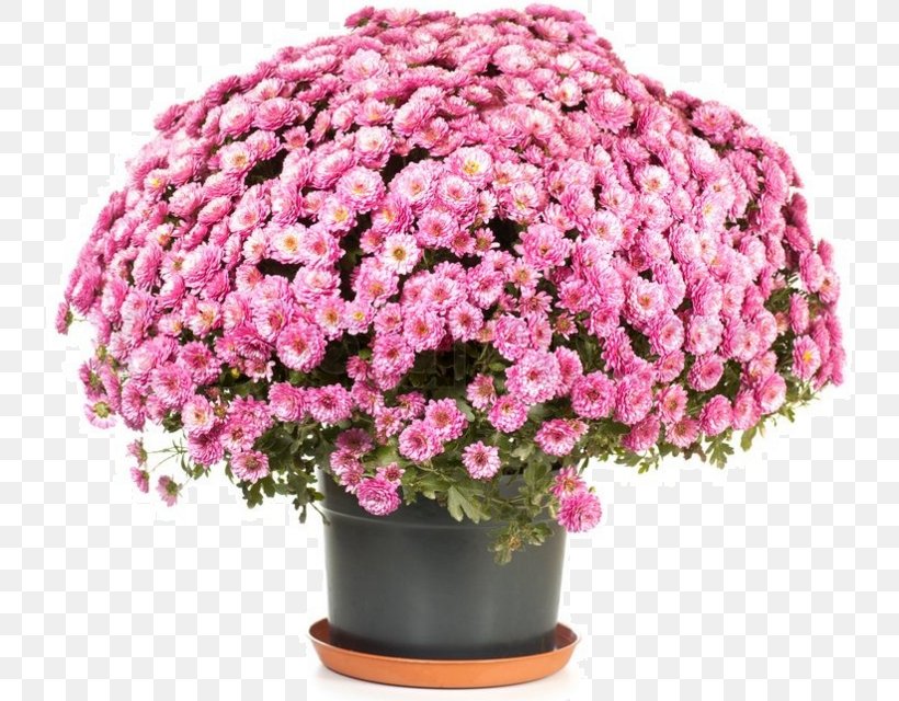 Chrysanthemum ×grandiflorum Flowerpot Perennial Plant, PNG, 735x640px, Chrysanthemum Grandiflorum, Annual Plant, Artificial Flower, Autumn, Bedding Download Free