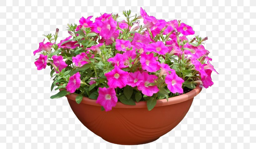 Pink Flower Cartoon, PNG, 623x480px, 3d Computer Graphics, Tokyo, Annual Plant, Bellflower, Bougainvillea Download Free