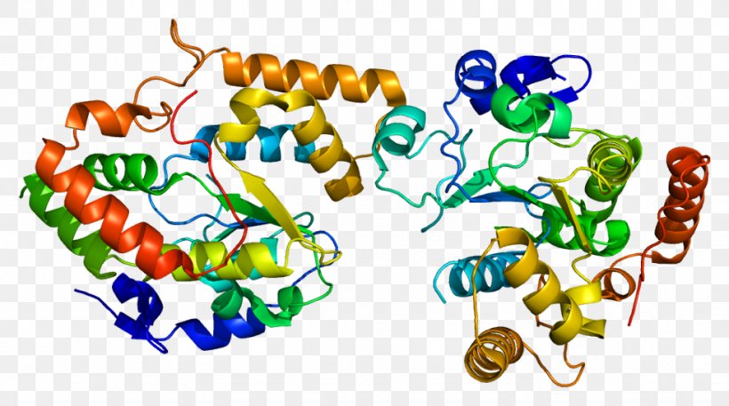 Cytochrome P450 Reductase Hemeprotein Nicotinamide Adenine Dinucleotide Phosphate, PNG, 977x545px, Cytochrome P450, Area, Artwork, Cofactor, Cytochrome Download Free