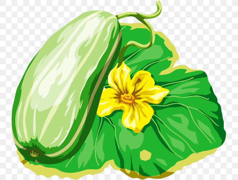 Gourd Melon Cucumis Cucurbita, PNG, 739x620px, Gourd, Calabaza, Cartoon, Cucumber Gourd And Melon Family, Cucumis Download Free