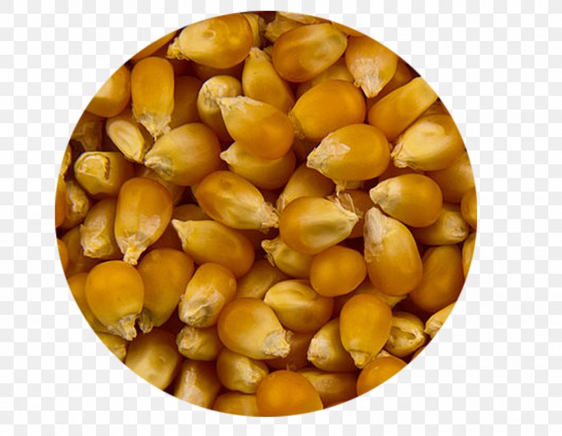 Maize Popcorn Semolina Food Crop Yield, PNG, 1350x1050px, Maize, Agriculture, Bean, Cereal, Commodity Download Free