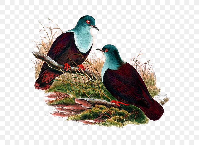 Columbidae Bird Mandarin Duck, PNG, 600x600px, Columbidae, Beak, Bird, Columbiformes, Columbina Download Free