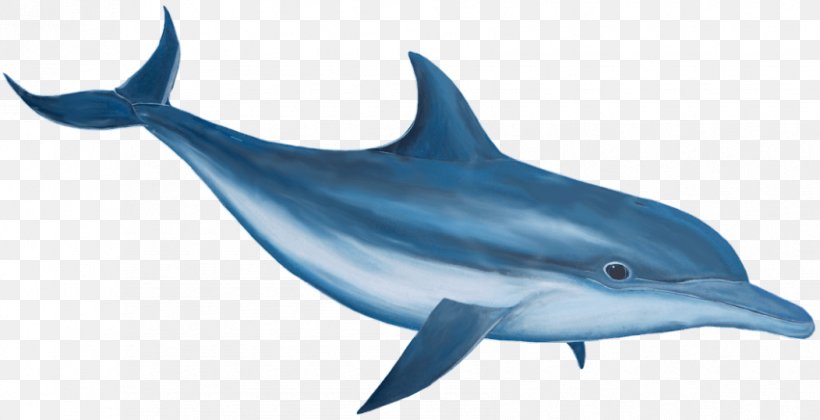 Common Bottlenose Dolphin Clip Art, PNG, 850x436px, Dolphin, Animal Figure, Common Bottlenose Dolphin, Fauna, Fin Download Free