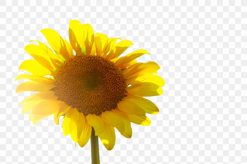 Flowers Background, PNG, 2448x1632px, Sunflower, Accommodation, Annual Plant, Asterales, Bedroom Download Free