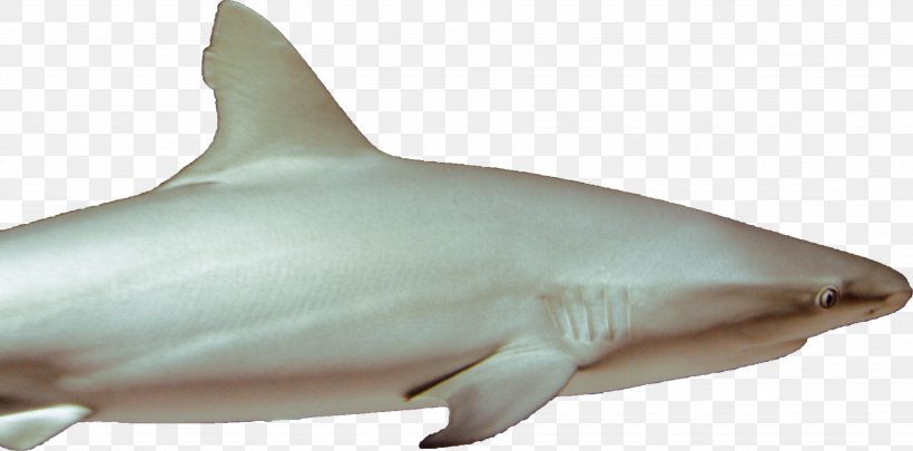 Great White Shark Lamniformes Requiem Shark Tiger Shark Chondrichthyes, PNG, 3527x1746px, Great White Shark, Animal, Animal Figure, Carcharhiniformes, Cartilaginous Fish Download Free
