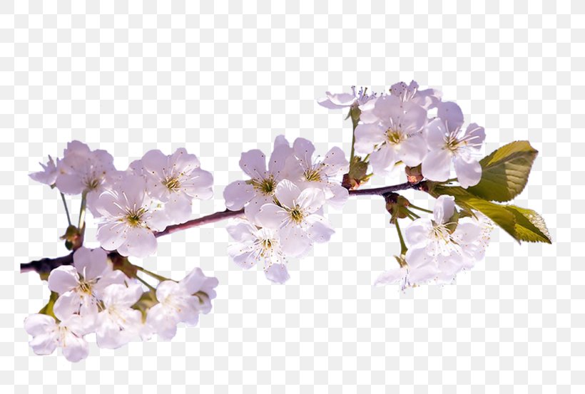 Spring Cherry Blossom Diary LiveInternet, PNG, 800x553px, Spring, Author, Blossom, Branch, Cerasus Download Free