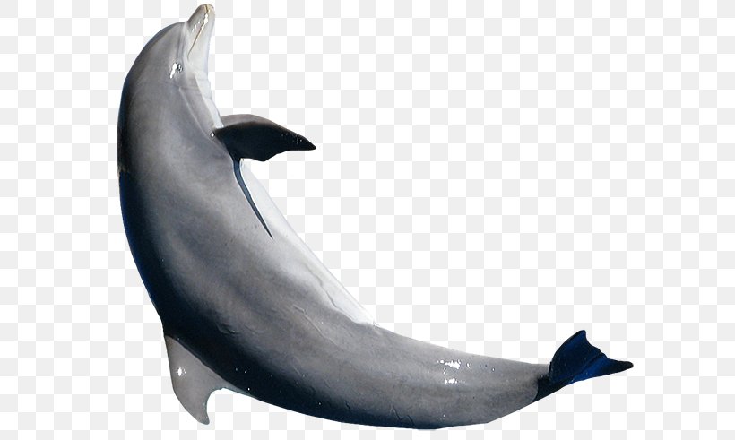 Common Bottlenose Dolphin Tucuxi Short-beaked Common Dolphin White-beaked Dolphin Rough-toothed Dolphin, PNG, 600x491px, Common Bottlenose Dolphin, Bottlenose Dolphin, Cetacea, Dolphin, Dolphinarium Download Free