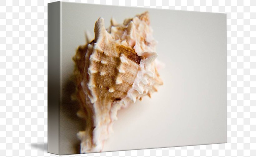 Conchology Seashell, PNG, 650x504px, Conchology, Seashell Download Free