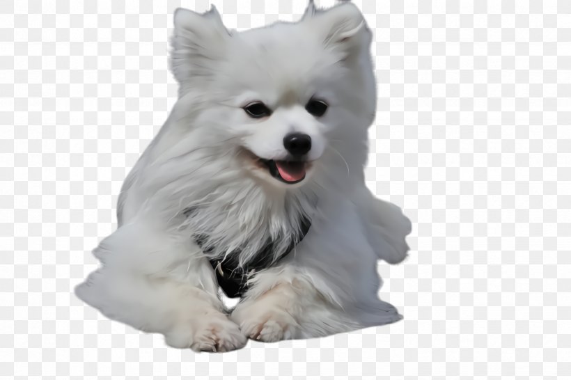 Dog Dog Breed White Volpino Italiano Japanese Spitz, PNG, 2448x1632px, Dog, Dog Breed, Japanese Spitz, Pomeranian, Spitz Download Free