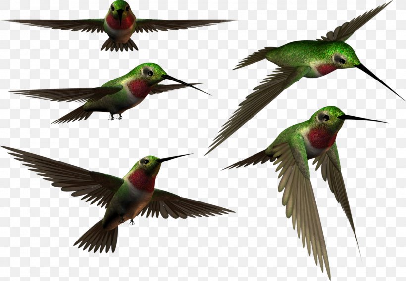 Hummingbird, PNG, 1600x1111px, Bird, Android, Beak, Color, Computer Software Download Free