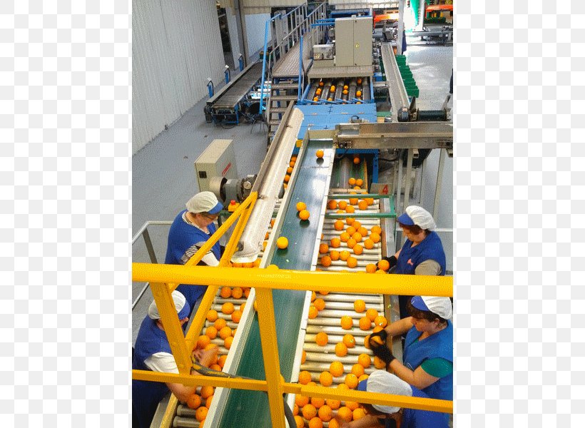 Mandarin Orange Juan Olaso Frutas Y Hortalizas Juan Olaso S.A. Clementine, PNG, 800x600px, Orange, Citrus, Clementine, Engineering, Export Download Free