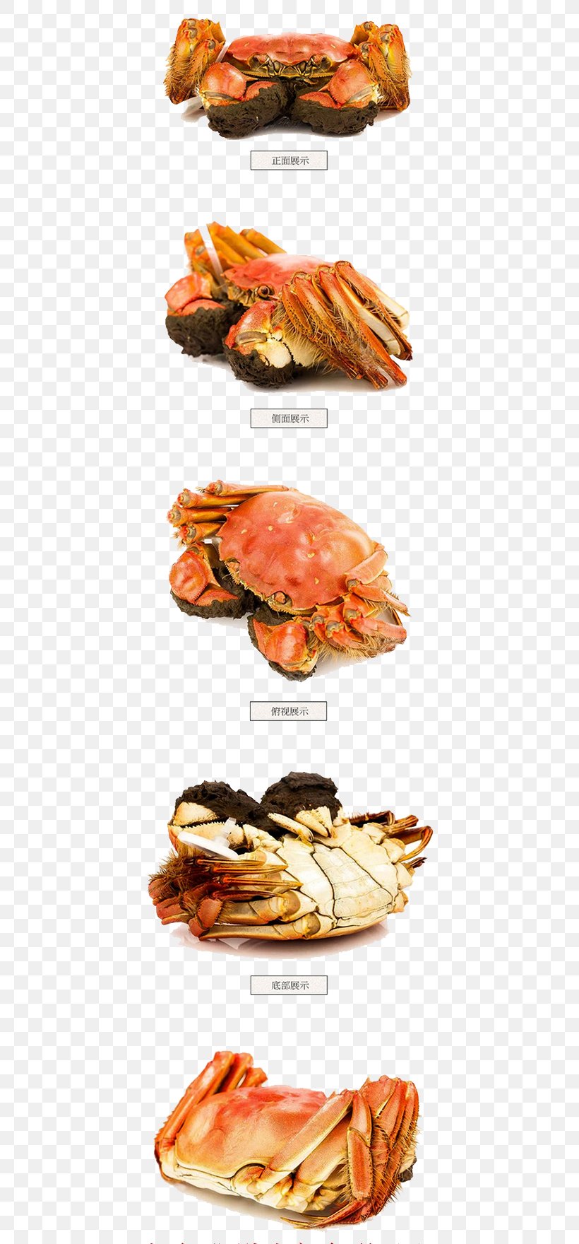 Yangcheng Lake Crab Seafood Decapoda, PNG, 658x1760px, Yangcheng Lake, Animal Source Foods, Chinese Mitten Crab, Crab, Decapoda Download Free