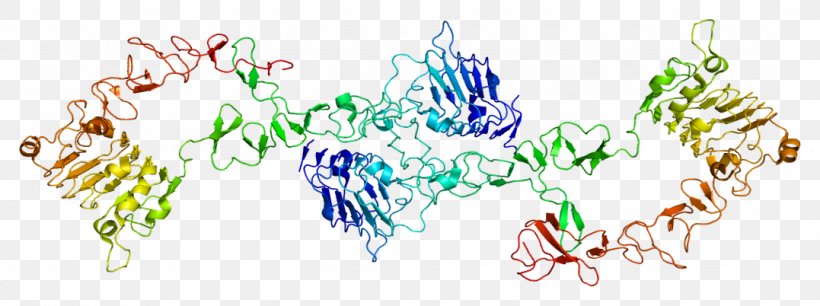 ERBB3 Protein Receptor Tyrosine Kinase HER2/neu, PNG, 1077x402px, Erbb, Art, Epidermal Growth Factor, Epidermal Growth Factor Receptor, Gene Download Free