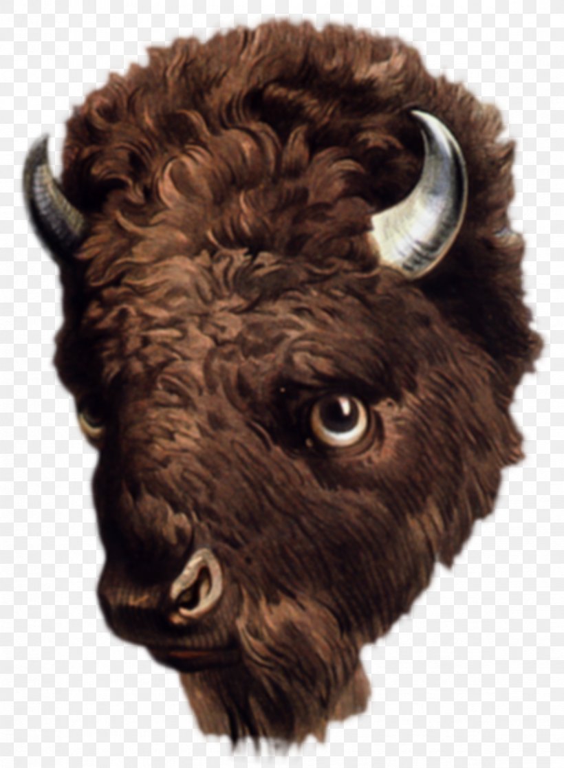 American Bison Buffalo Drawing Art Clip Art, PNG, 1174x1600px, American Bison, African Buffalo, Art, Bison, Buffalo Download Free