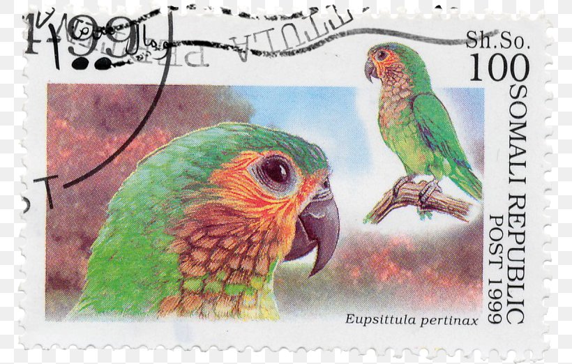 Budgerigar Parrot Bird Imperial Amazon Saint Vincent Amazon, PNG, 771x522px, Budgerigar, Advertising, Amazon Parrot, Beak, Bird Download Free