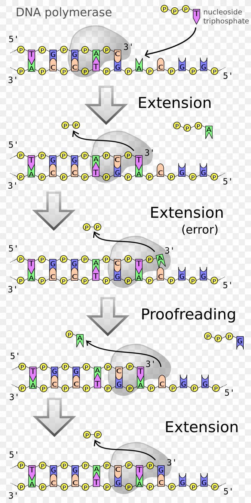 DNA Polymerase DNA Replication Enzyme, PNG, 1200x2400px, Dna Polymerase, Area, Biology, Cell, Diagram Download Free