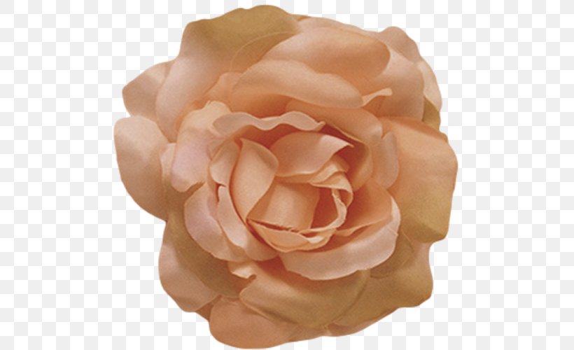 Flower Rose Petal Color Peach, PNG, 500x500px, Flower, Centifolia Roses, Color, Coral, Cut Flowers Download Free