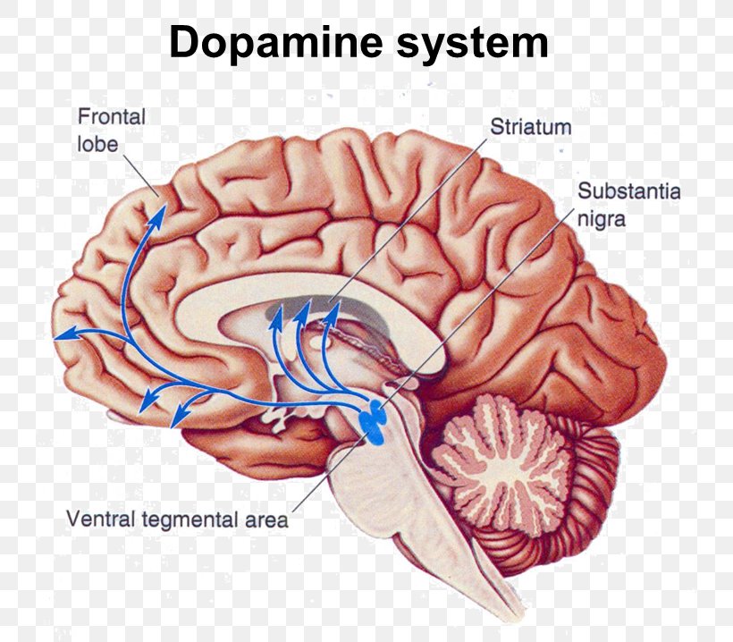 Nucleus Accumbens Ventral Tegmental Area Brain Dopamine, PNG, 740x718px, Watercolor, Cartoon, Flower, Frame, Heart Download Free