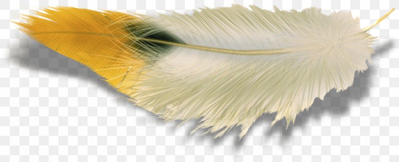 Image Clip Art Photography Feather, PNG, 1244x508px, Photography, Creativity, Drawing, Feather, Wing Download Free