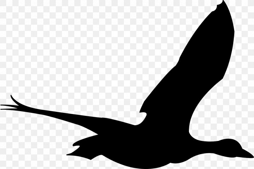 Bird Flight Bird Flight Drawing, PNG, 1280x854px, Bird, Beak, Bird Flight, Bird Of Prey, Black And White Download Free