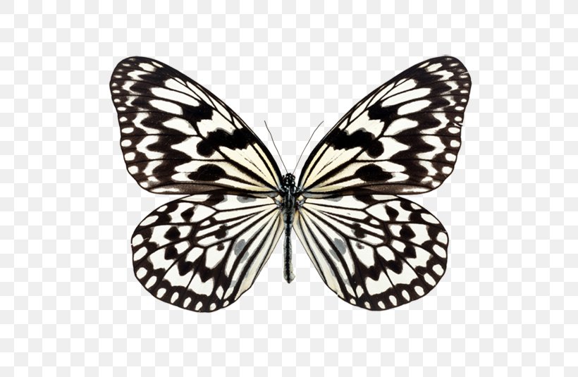 Oumar Image Shutterstock Stock Photography, PNG, 750x535px, Stock Photography, Arthropod, Blackandwhite, Brushfooted Butterfly, Butterfly Download Free