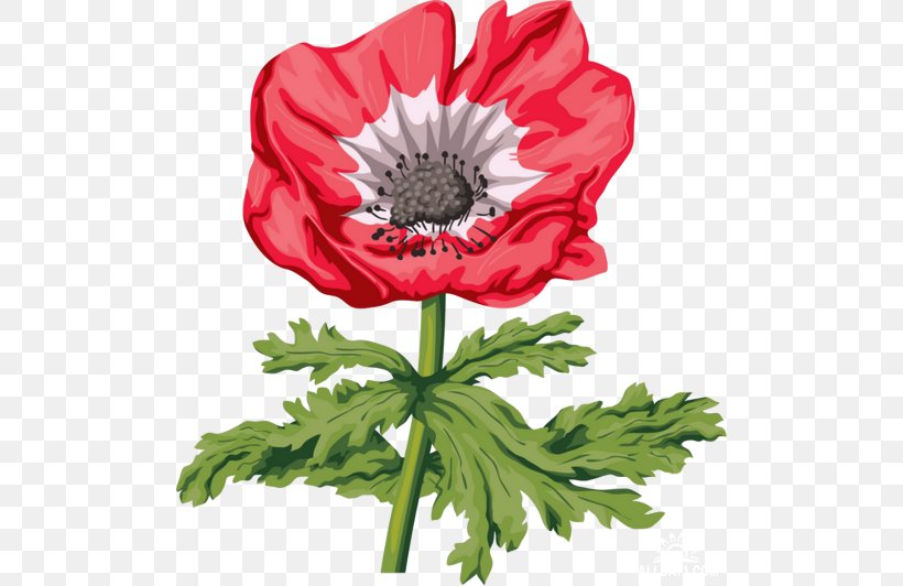 Poppy Drawing Flower Painting, PNG, 500x532px, Poppy, Anemone, Annual Plant, Chrysanths, Common Poppy Download Free