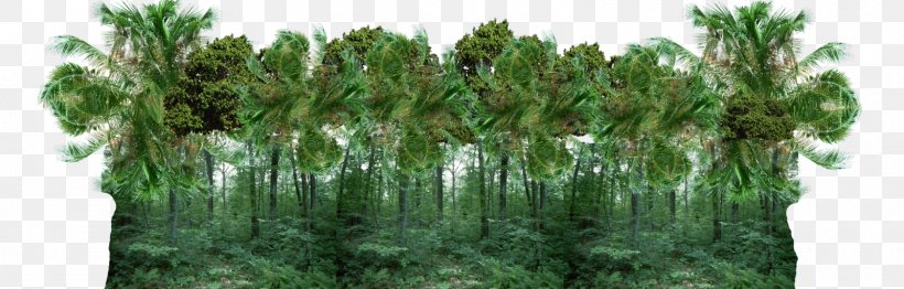 Tropical Forest Jungle Clip Art, PNG, 1600x512px, Tropical Forest, Branch, Forest, Grass, Grass Family Download Free