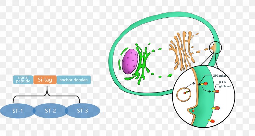 Yarrowia Lipolytica International Genetically Engineered Machine Cell Protein Secretion, PNG, 1910x1022px, Watercolor, Cartoon, Flower, Frame, Heart Download Free