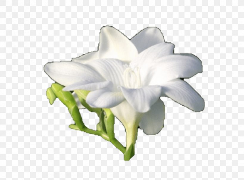 Freesia Cut Flowers Bulb Plant Stem, PNG, 864x640px, Freesia, Bulb, Cut Flowers, Erythronium, Flower Download Free
