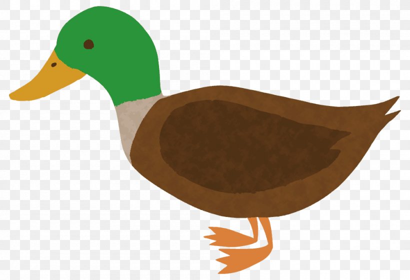 Mallard Duck Bird 鴨鍋, PNG, 1000x684px, Mallard, Allium Fistulosum, Beak, Bird, Duck Download Free