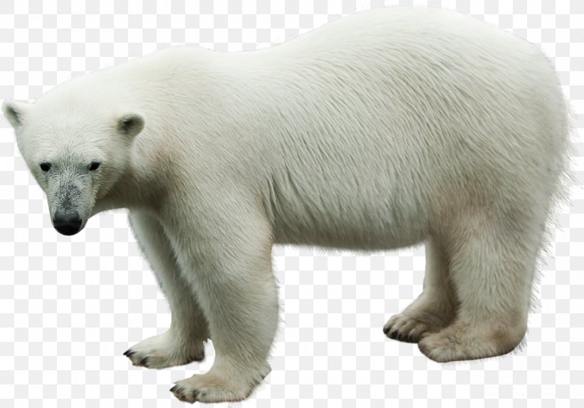 Polar Bear Animal Clip Art, PNG, 1280x895px, Polar Bear, Animal, Bear, Carnivora, Carnivoran Download Free
