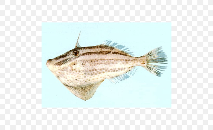 Flounder Sole Salted Fish Perch, PNG, 500x500px, Flounder, Fauna, Fish, Flatfish, Organism Download Free