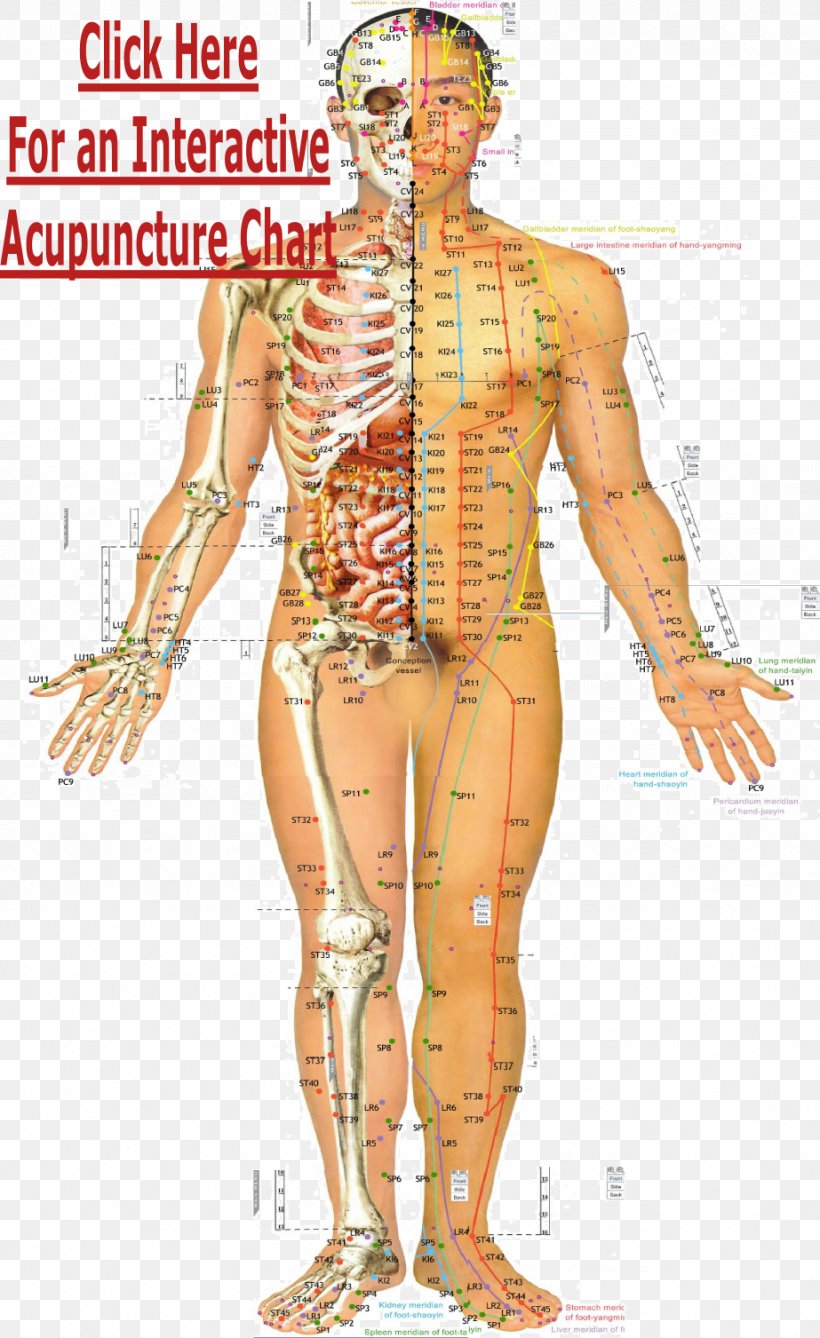 Acupuncture Meridian Traditional Chinese Medicine Acupressure Akupunktiopiste, PNG, 923x1507px, Watercolor, Cartoon, Flower, Frame, Heart Download Free