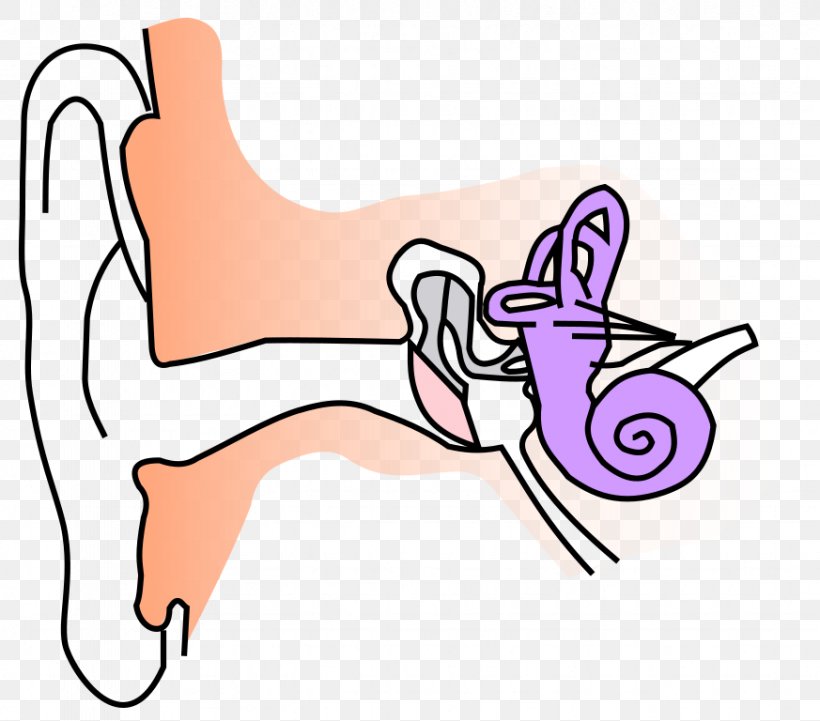 Ear Canal Anatomy Auricle Eardrum, PNG, 873x768px, Watercolor, Cartoon, Flower, Frame, Heart Download Free