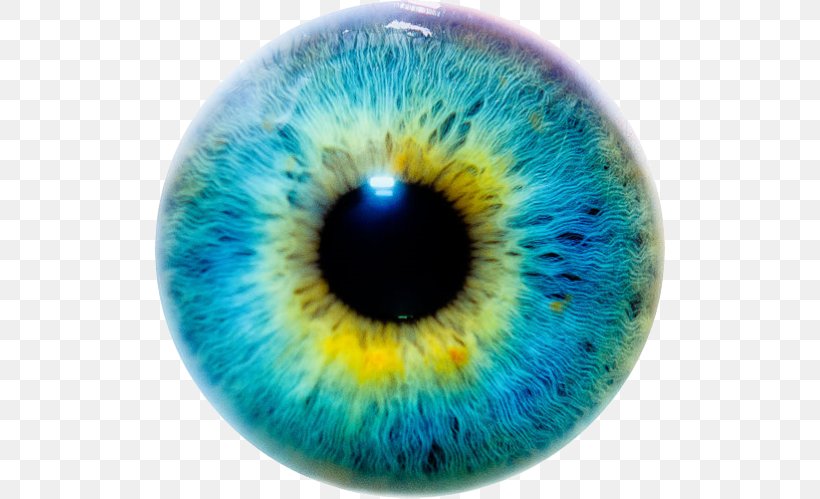 Iris Eye Color Human Eye, PNG, 511x499px, Watercolor, Cartoon, Flower, Frame, Heart Download Free