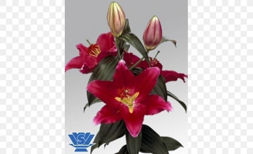 Lilium Flower Bulb Plant Oriental Hybrids, PNG, 500x500px, Lilium, Bud, Bulb, Color, Cut Flowers Download Free