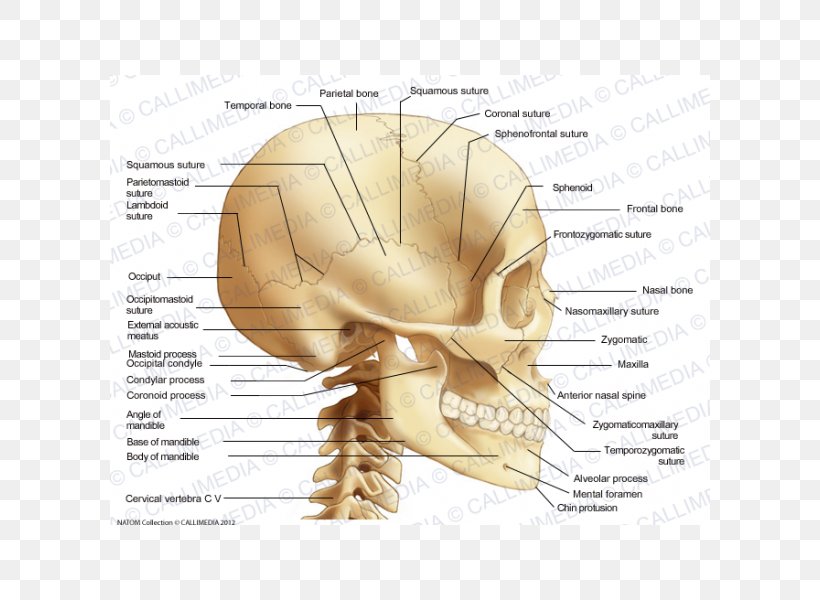 Occipital Bone Anatomy Coronoid Process Of The Ulna, PNG, 600x600px
