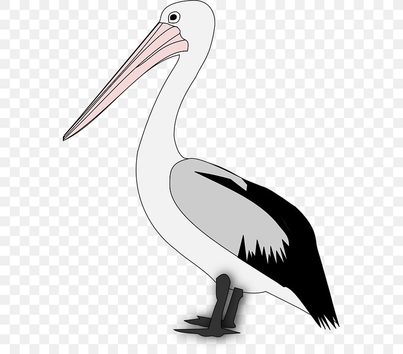 Pelican Bird Clip Art, PNG, 563x720px, Pelican, Beak, Bird, Ciconiiformes, Fauna Download Free